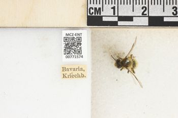 Media type: image;   Entomology 771574 Aspect: Labels